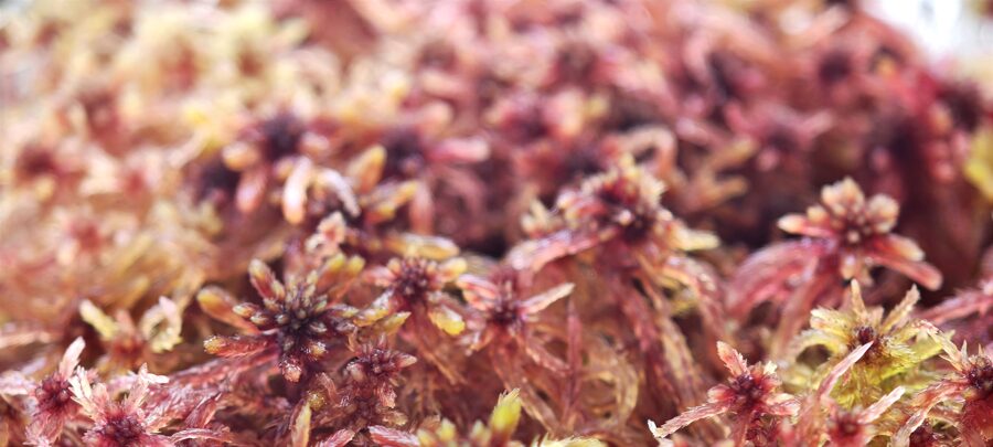 Sphagnum Acipyllum