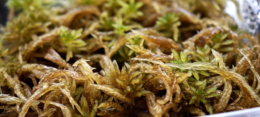 Sphagnum Contortum