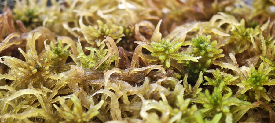 Sphagnum Fallax