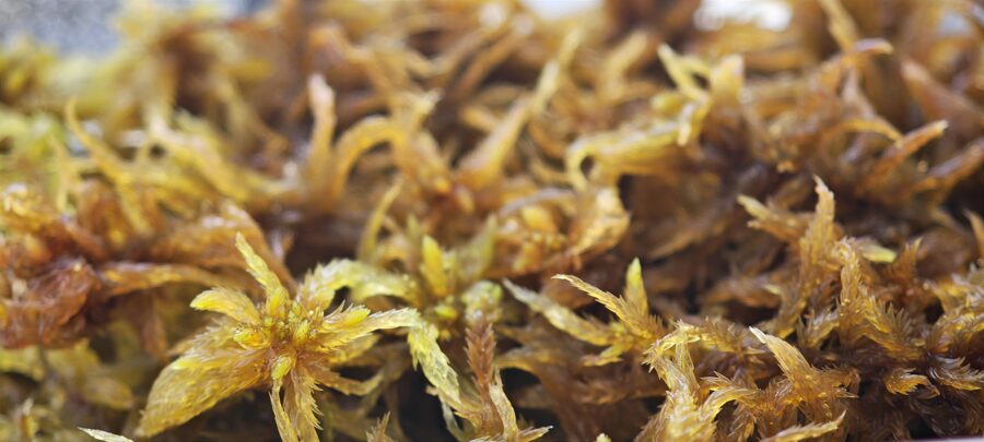 Sphagnum Subfulvum