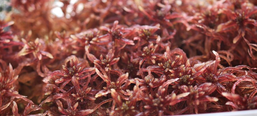 Sphagnum Warntrofii