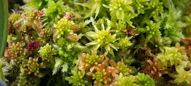 Musgo sphagnum y plantas carnívora