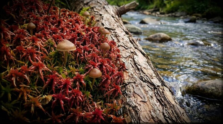 Musgo Sphagnum vivo, composición y terrario