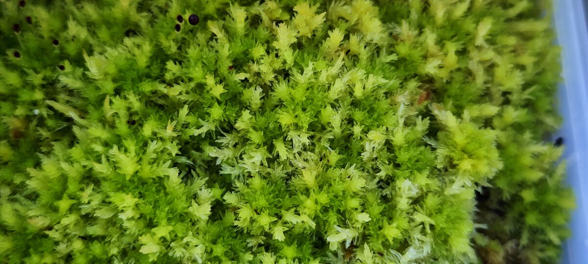 musgo sphagnum strictum para plantas carnívoras y terrarios